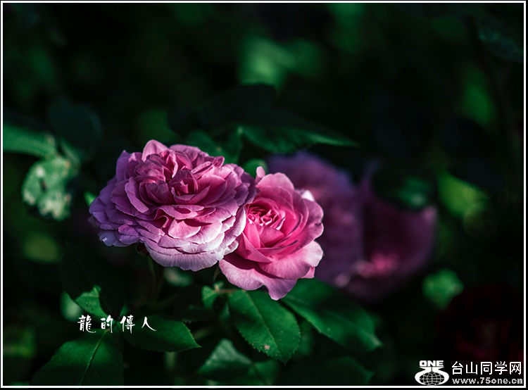 _DSC7791_.jpg