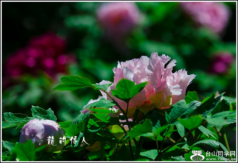 _DSC8383.jpg