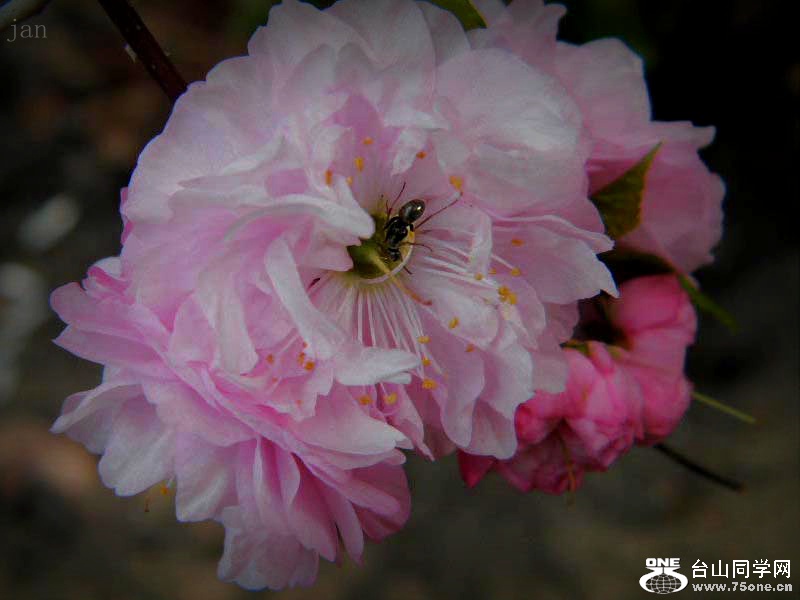 DSCF4167-0.jpg