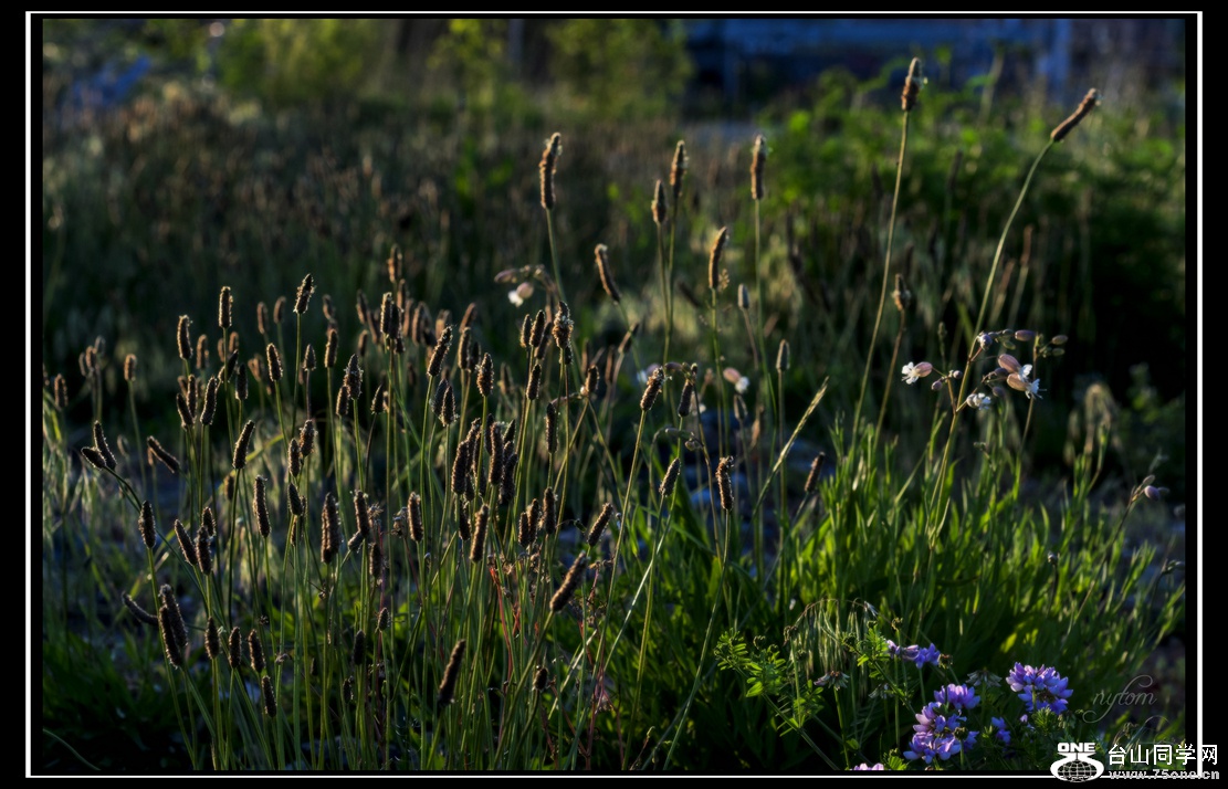 DSC_6241_.jpg