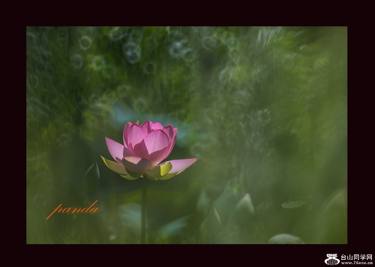 DSC_7087-1.jpg