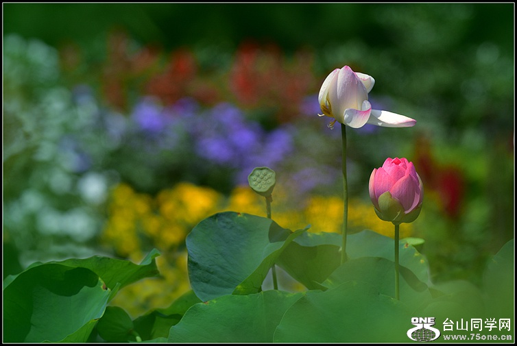 DSC_9264.JPG