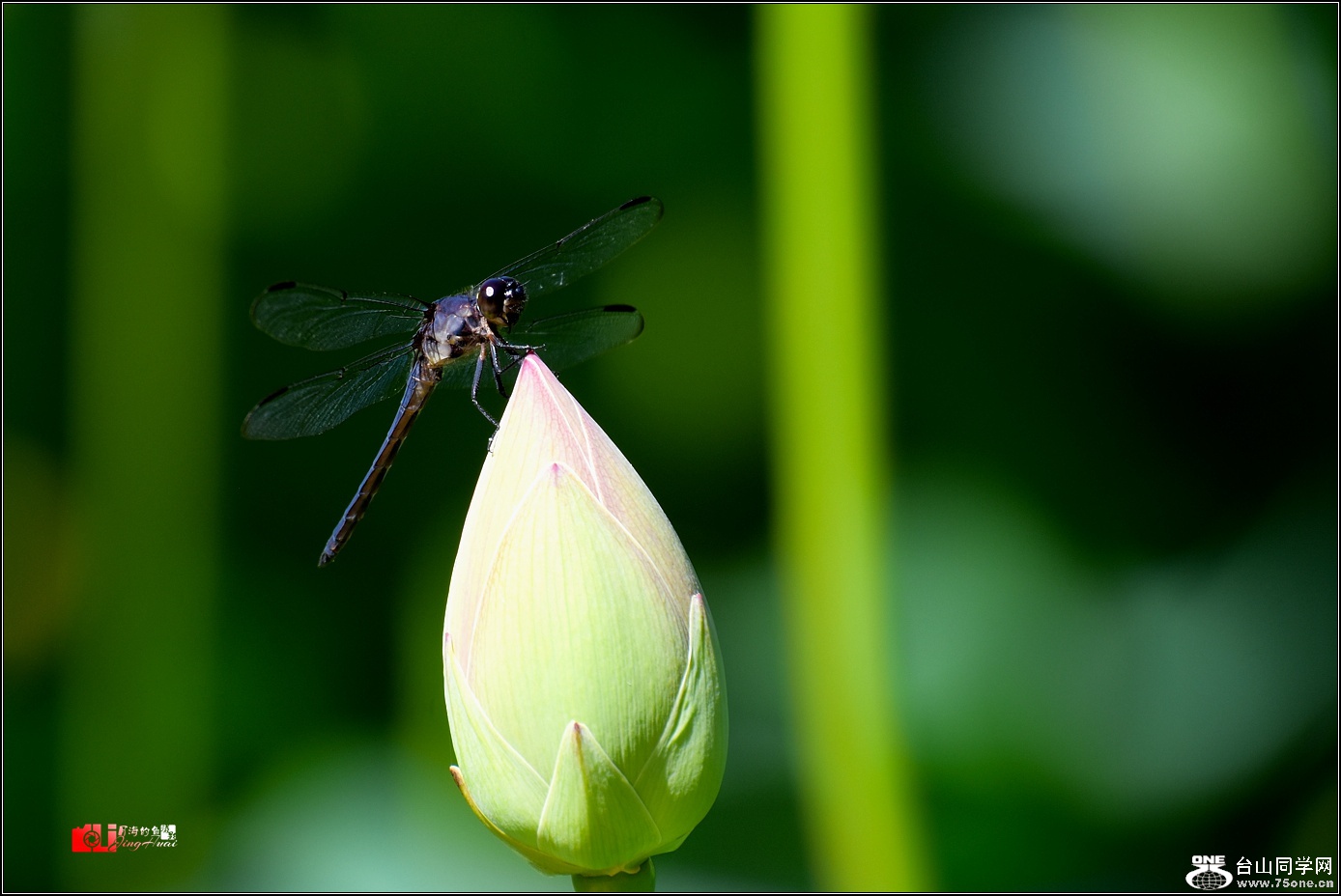 DSC_6491_.jpg