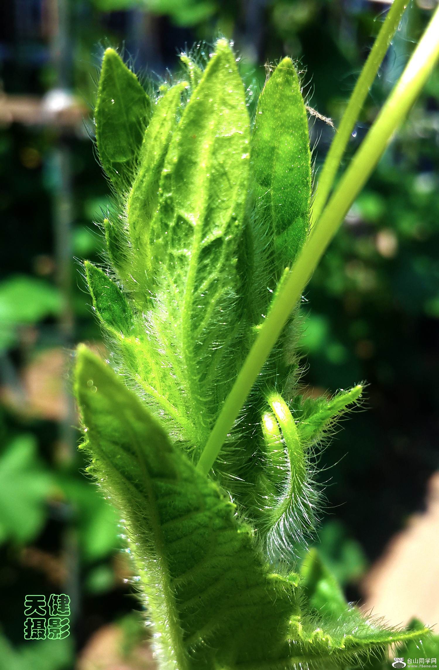 20170705_144249_ת_.jpg