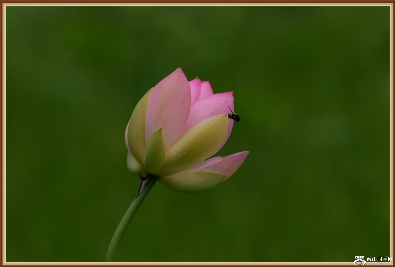 DSC_7468_meitu_10.jpg