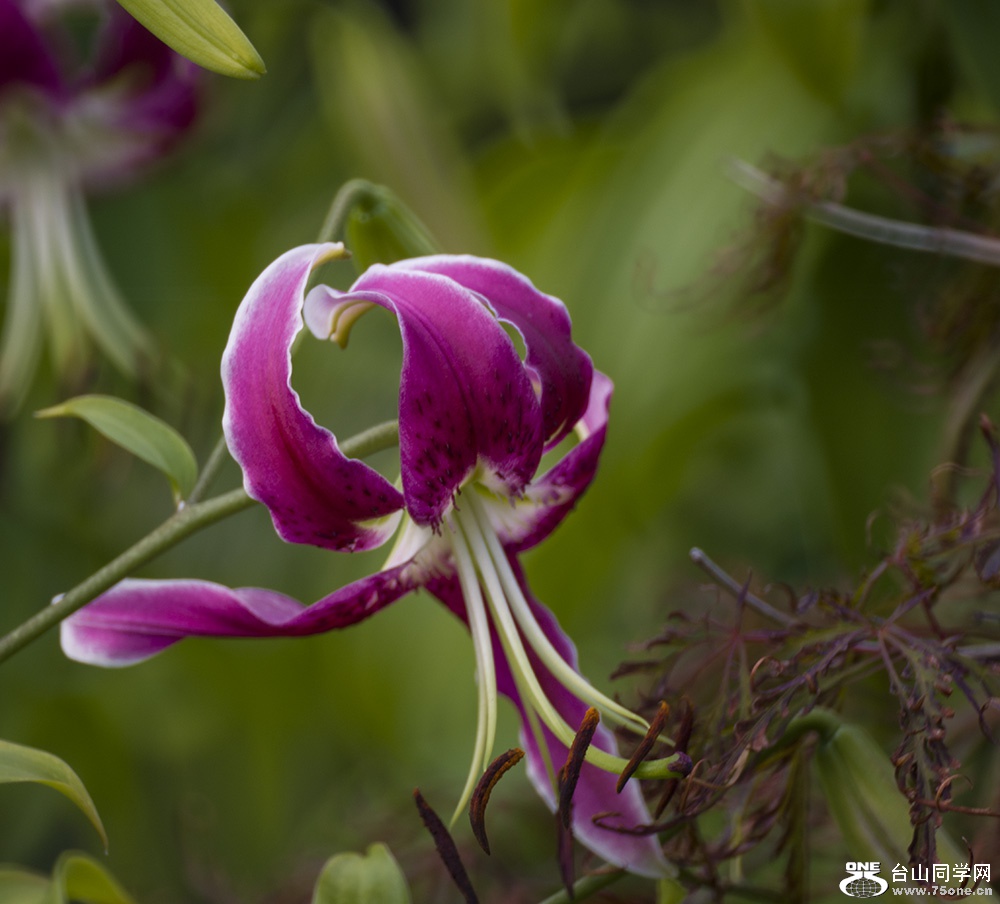 DSC_917111.jpg