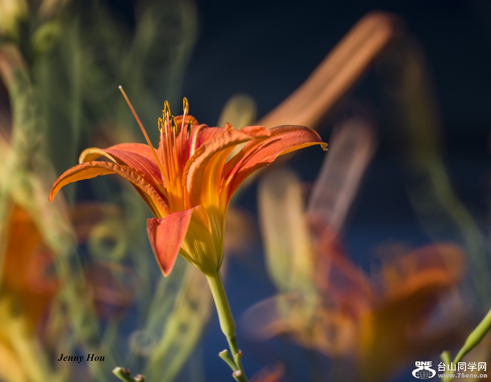 DSC_776311.jpg