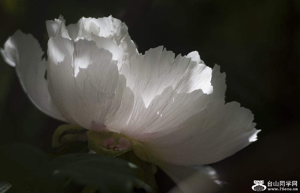 DSC_48441122.jpg
