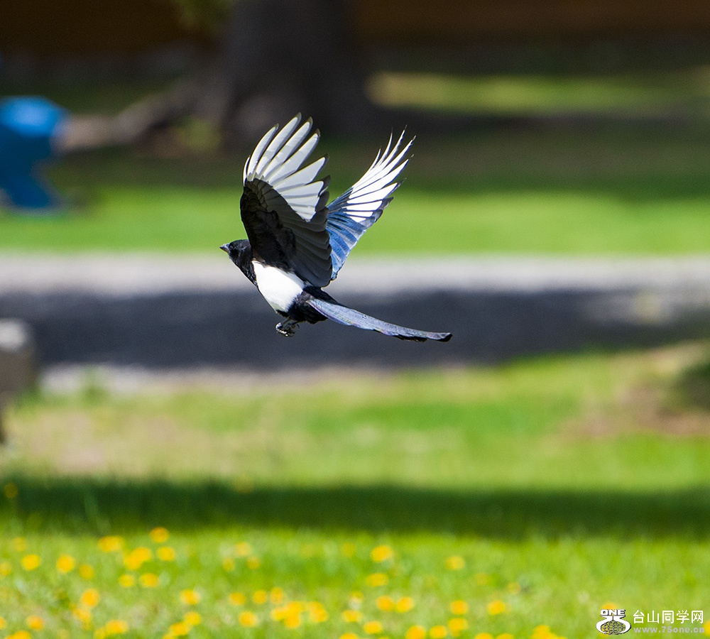DSC_550211.jpg