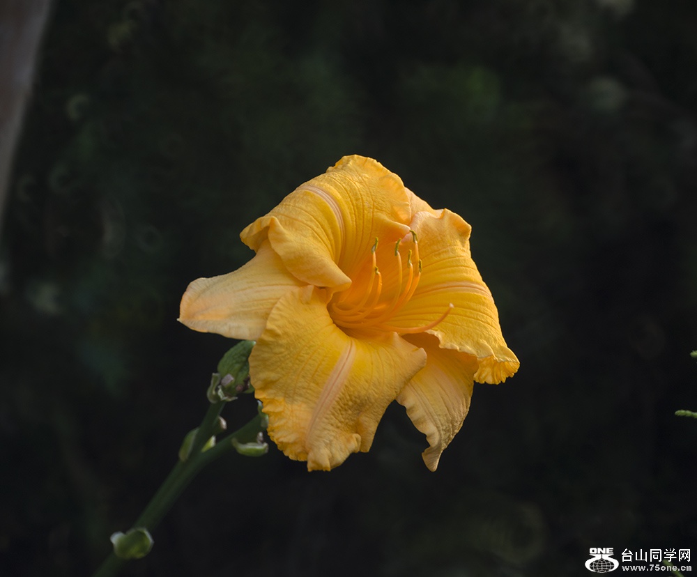 DSC_916911.jpg