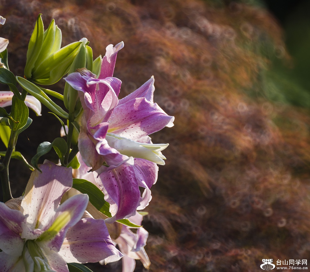 DSC_915411.jpg