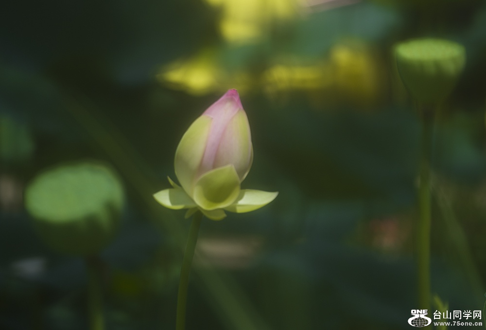 DSC_8965112233.jpg