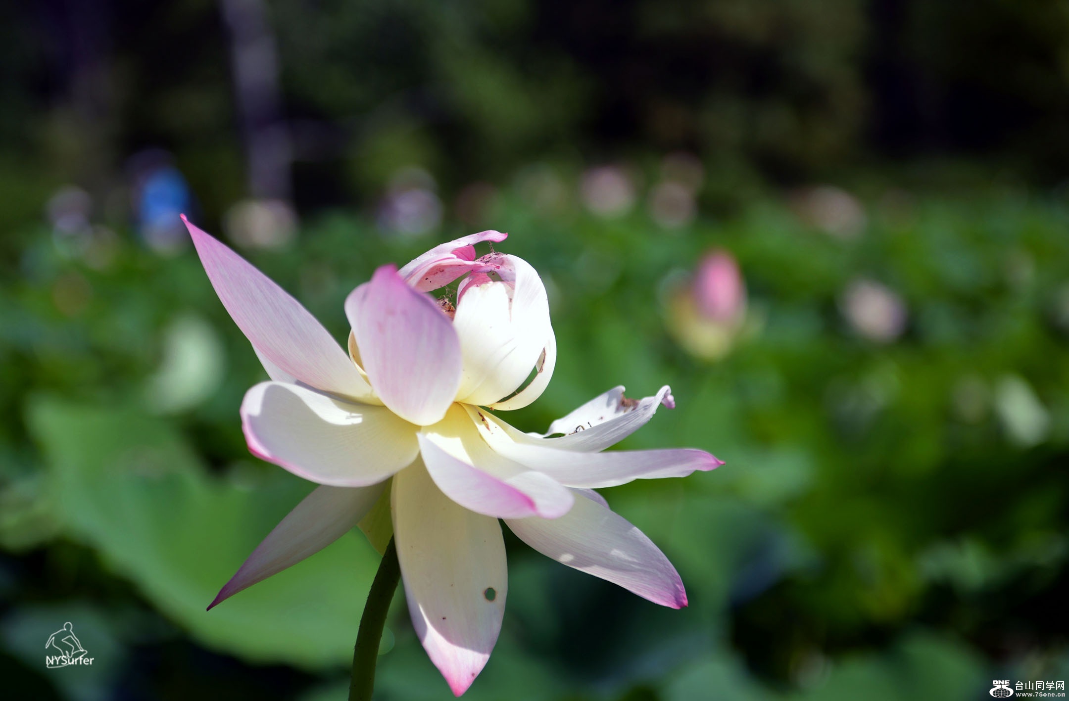 DSC_61215.jpg