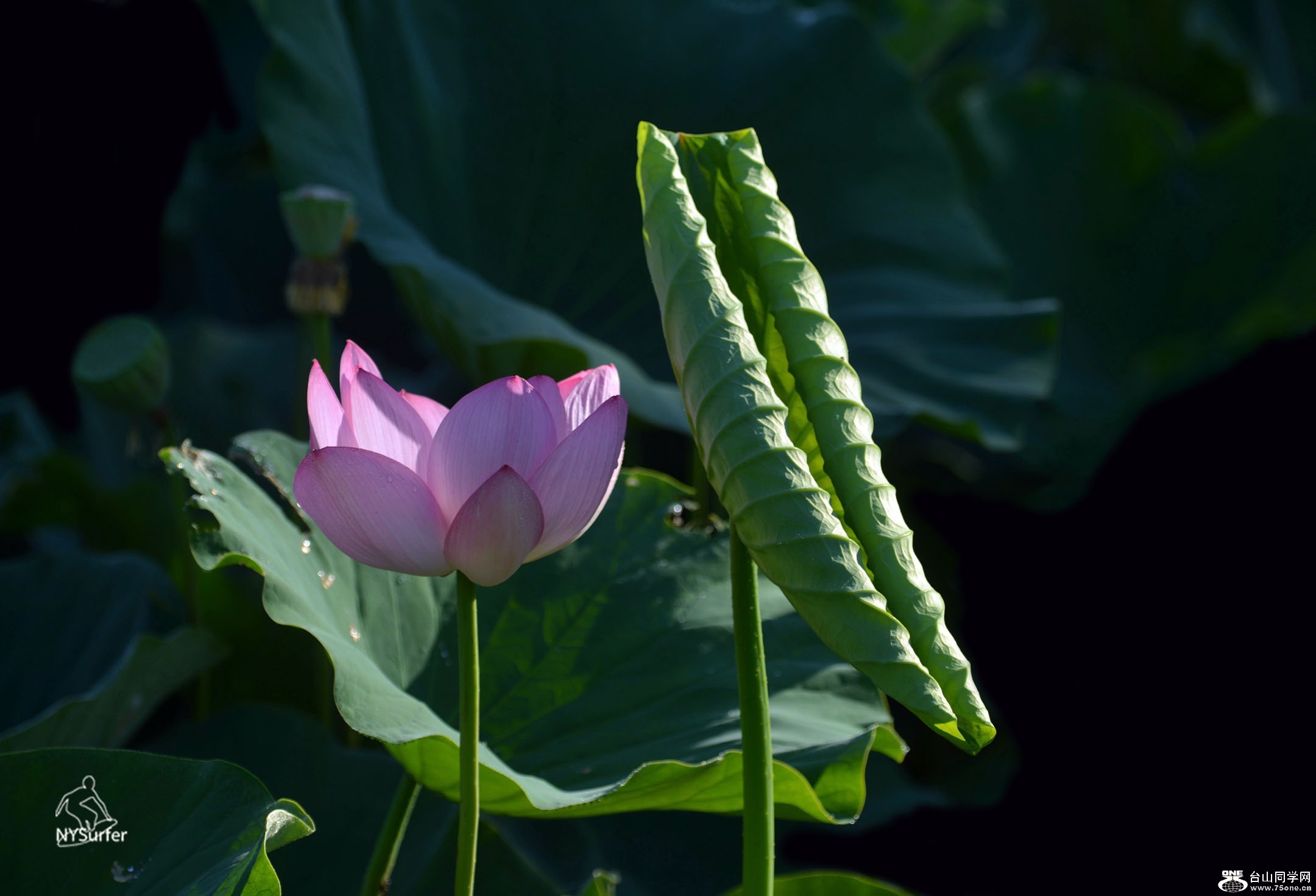 DSC_61005.jpg