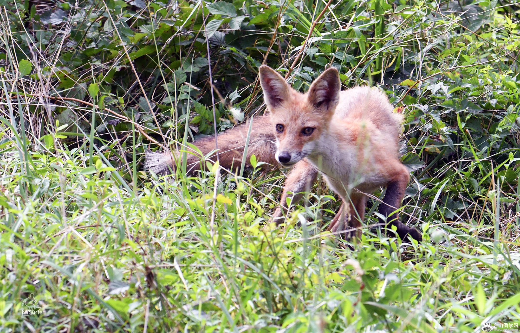 DSC_31809.jpg