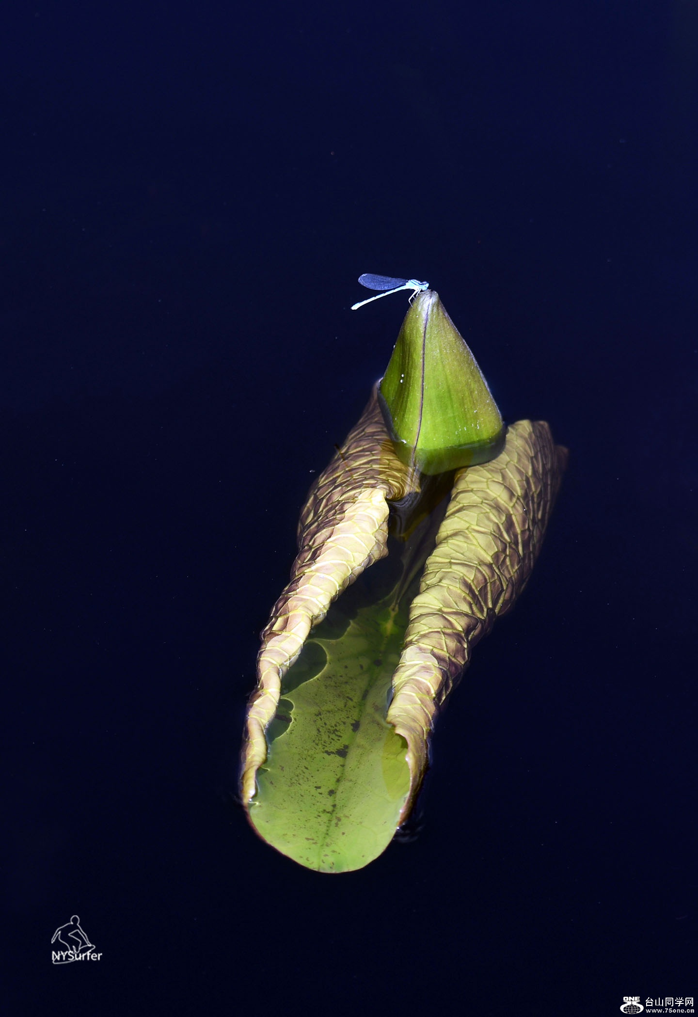 DSC_01251.jpg