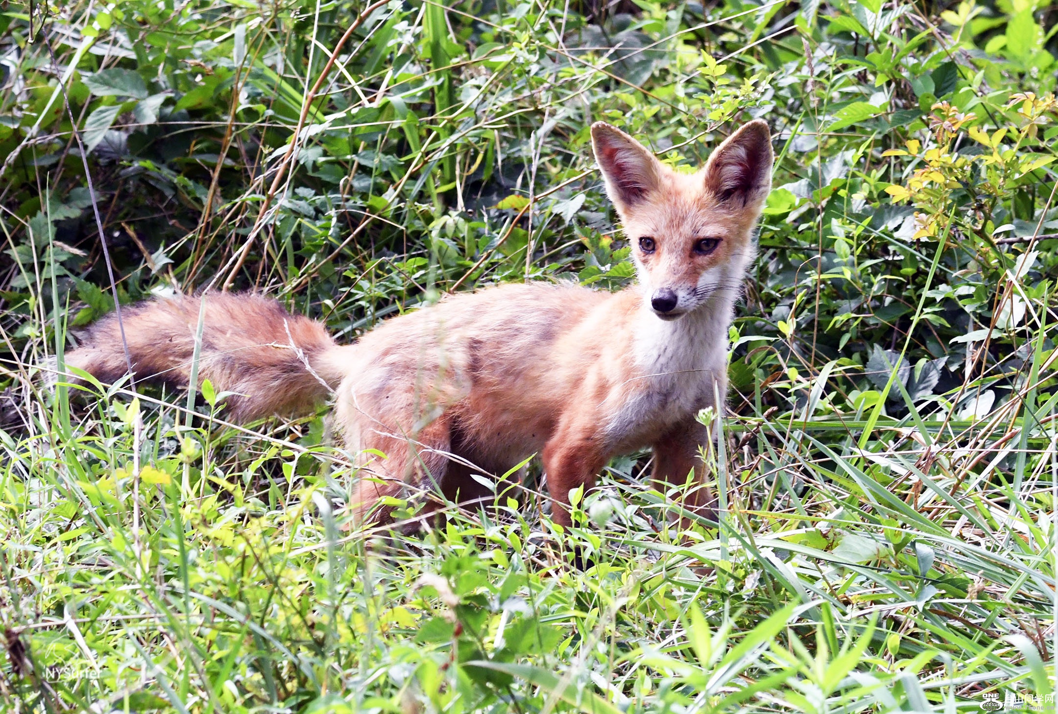DSC_31808.jpg