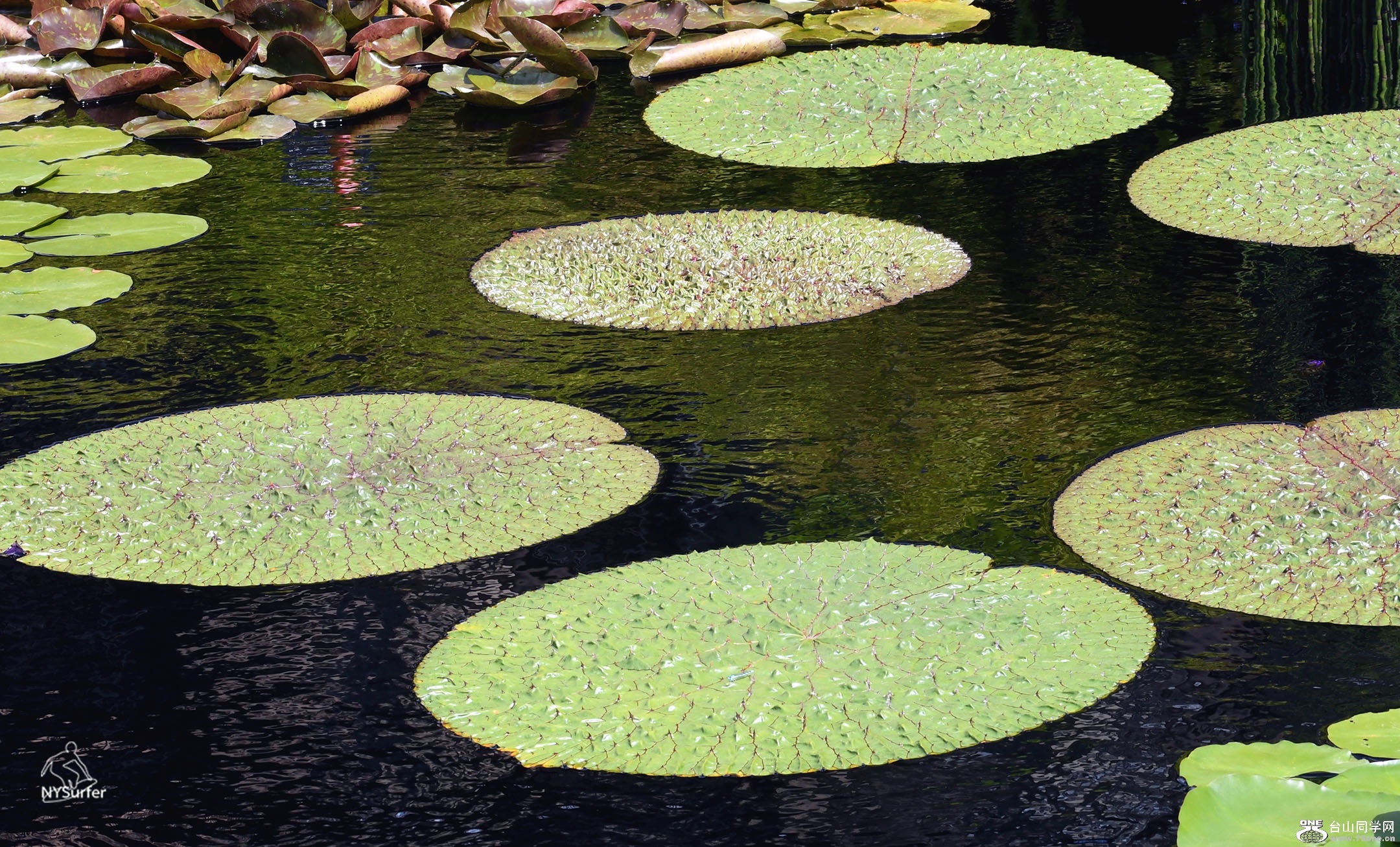DSC_01217.jpg