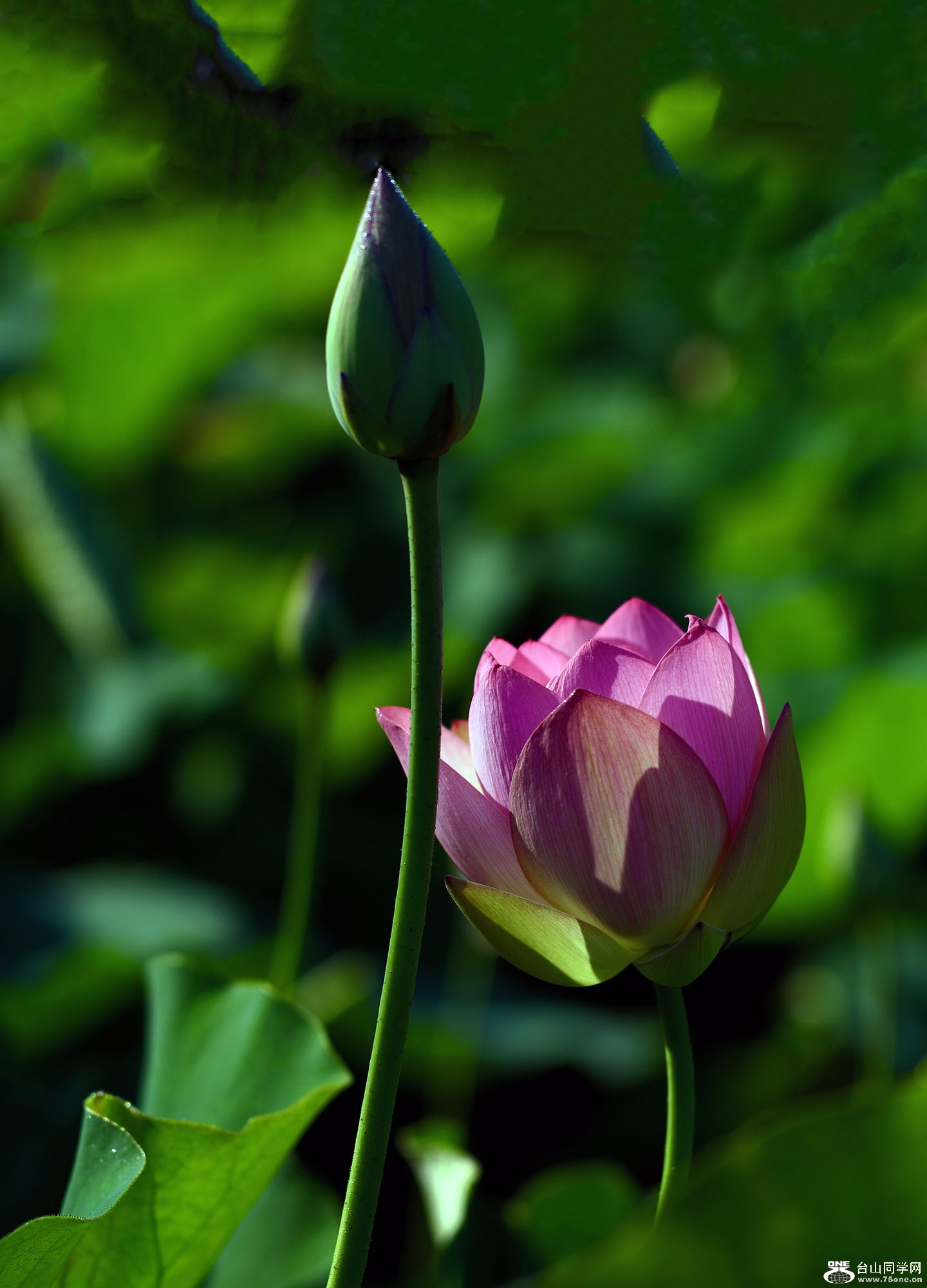 DSC_01421.jpg
