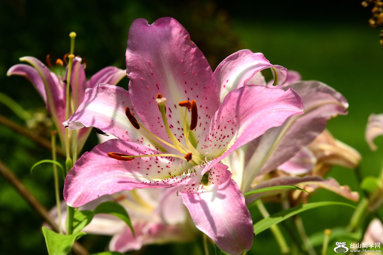 DSC_8338_.jpg