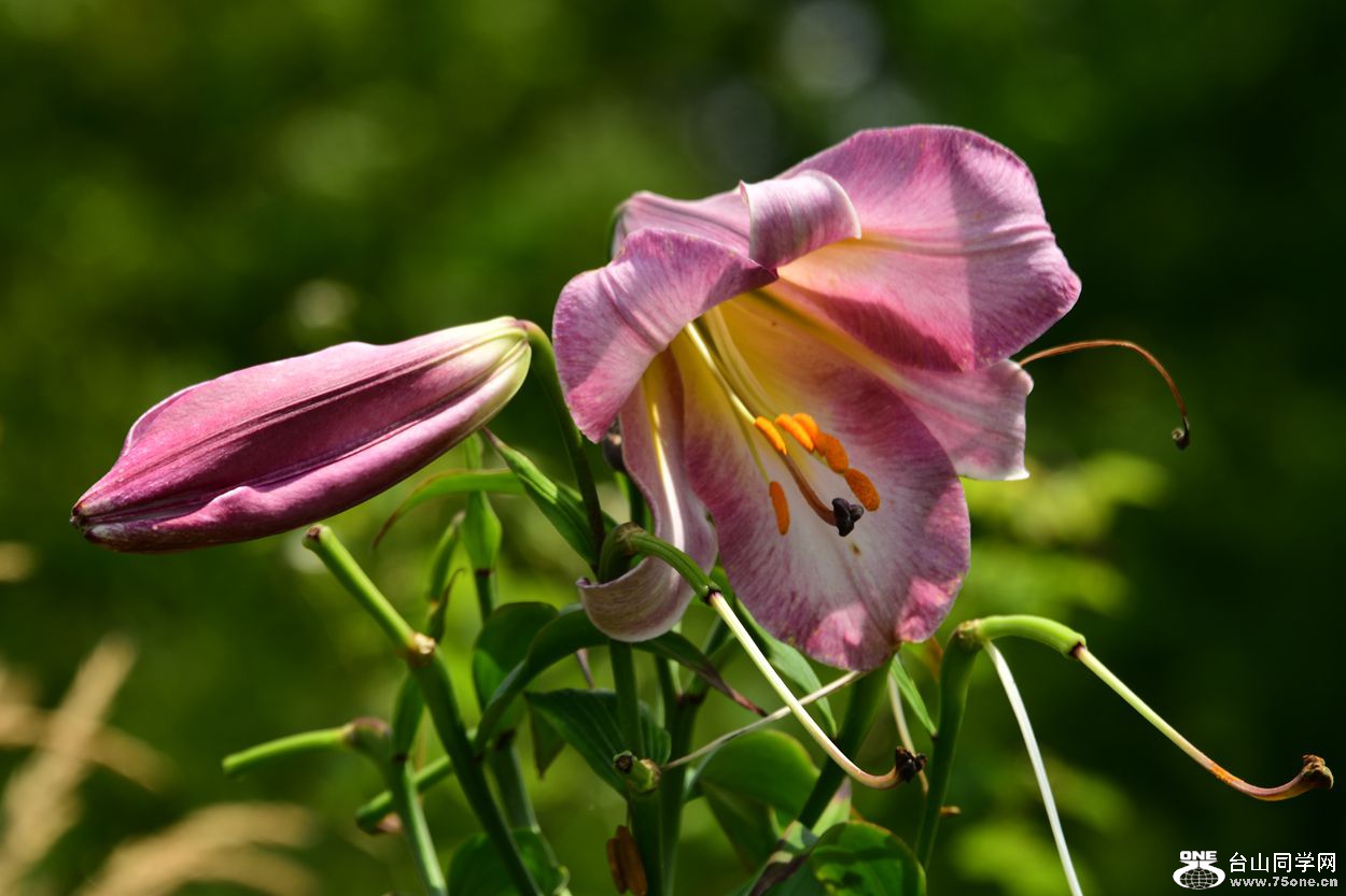 DSC_8321_.jpg