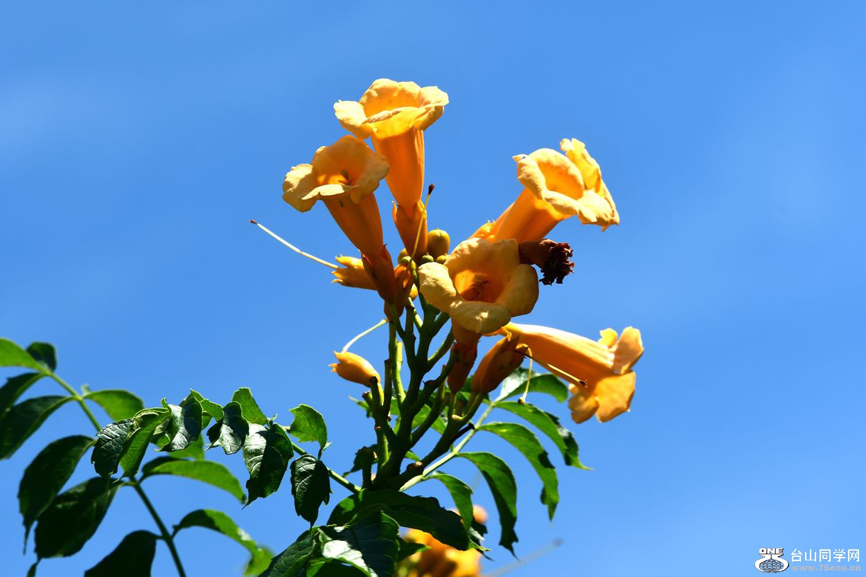 DSC_8085_.jpg