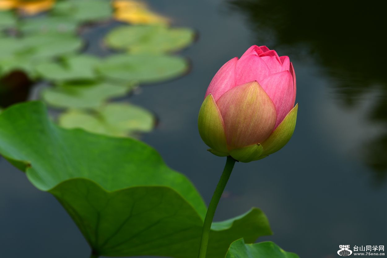 DSC_8203_.jpg