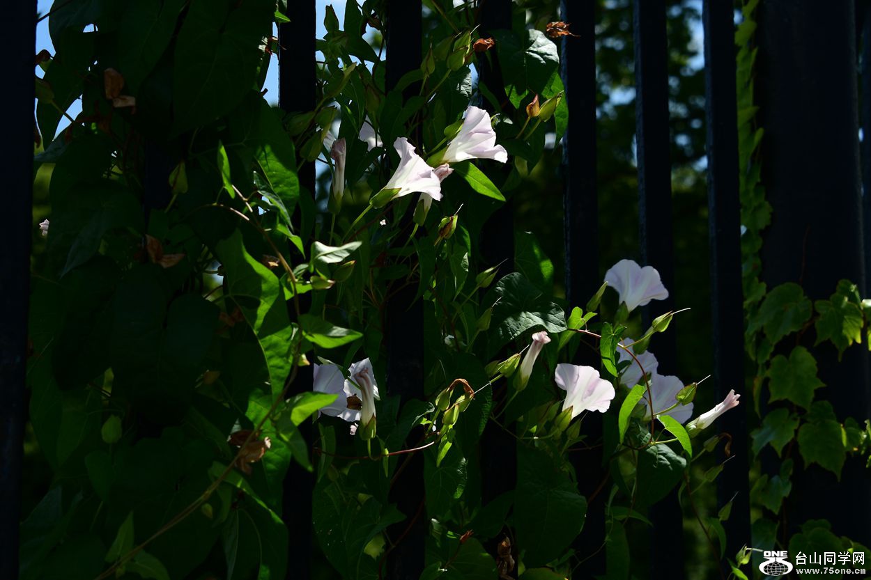 DSC_8136_.jpg