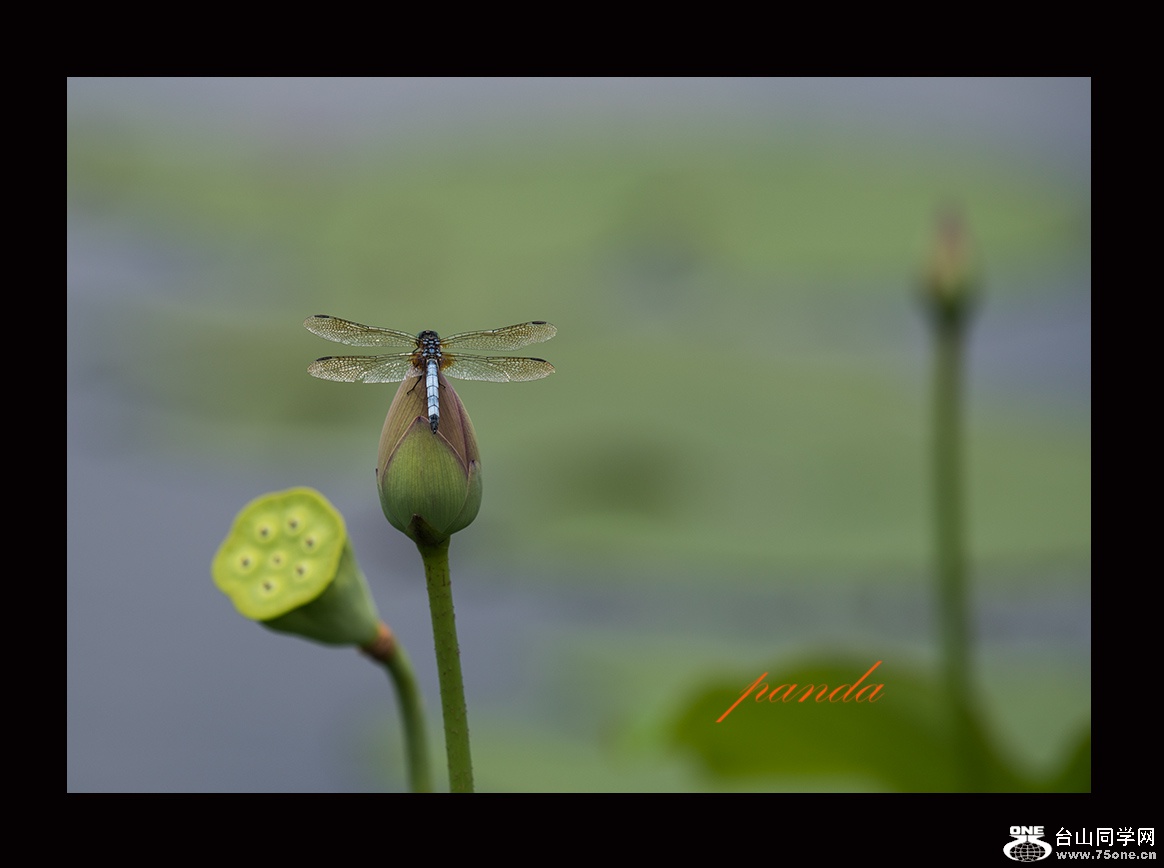 DSC_7948.JPG