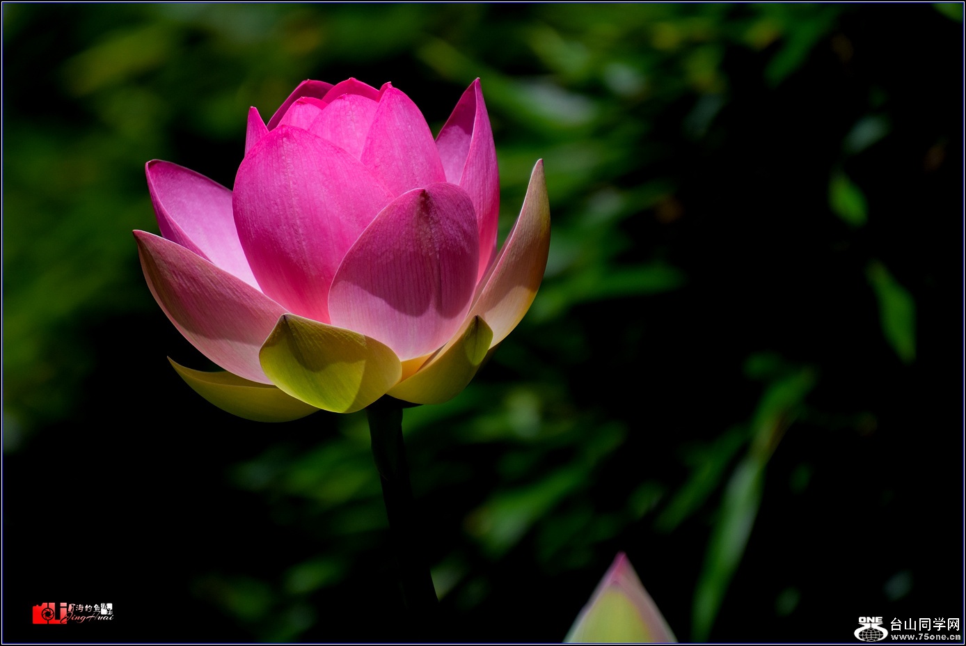 DSC_6524.jpg