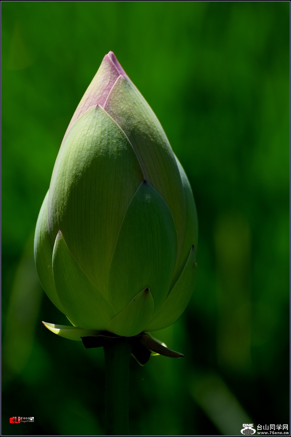 DSC_6531.jpg
