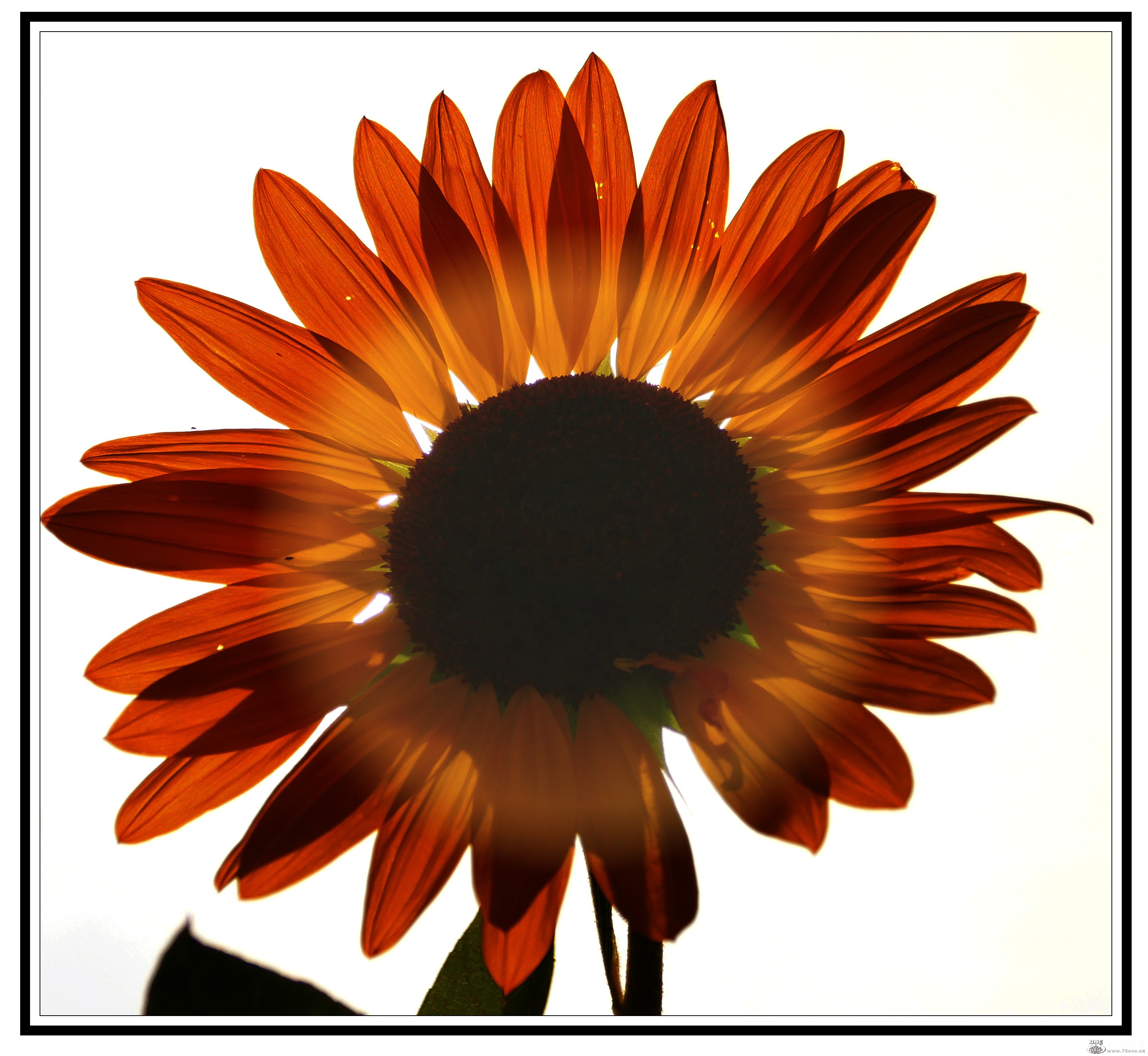 L3020554_conew1.jpg