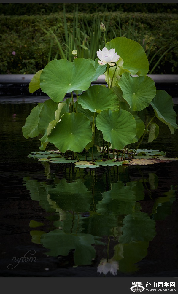 DSC_9556_.jpg