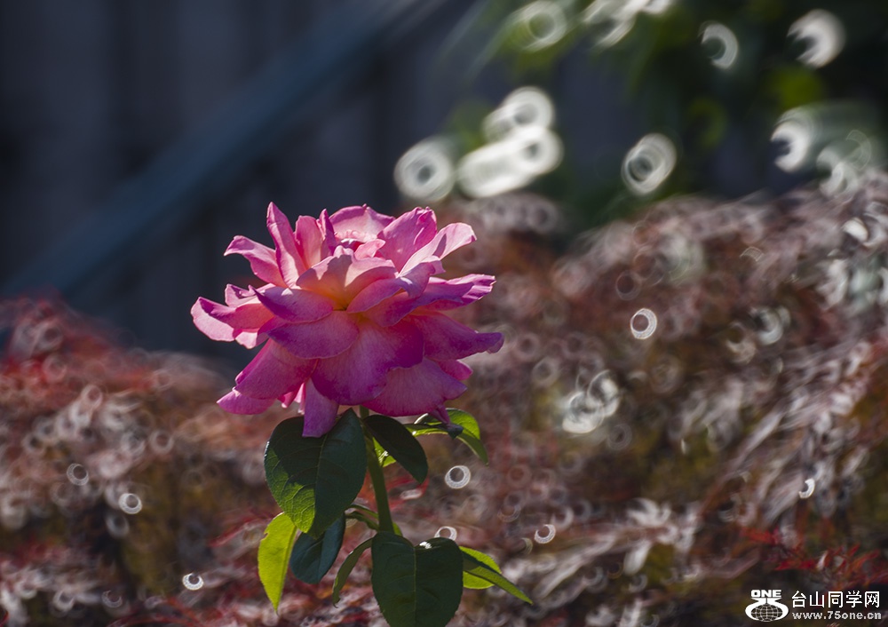 DSC_974511.jpg