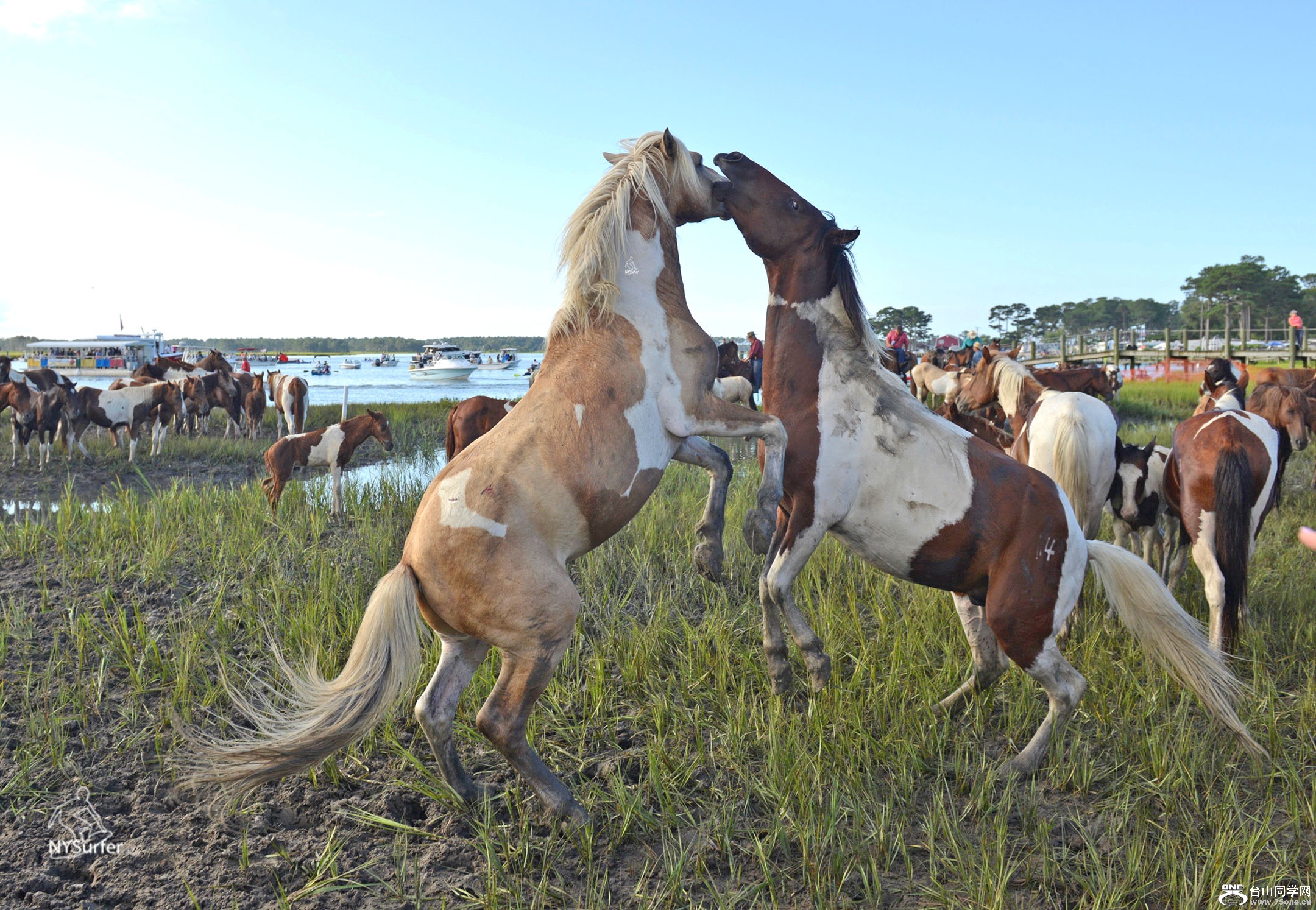 DSC_71514.jpg