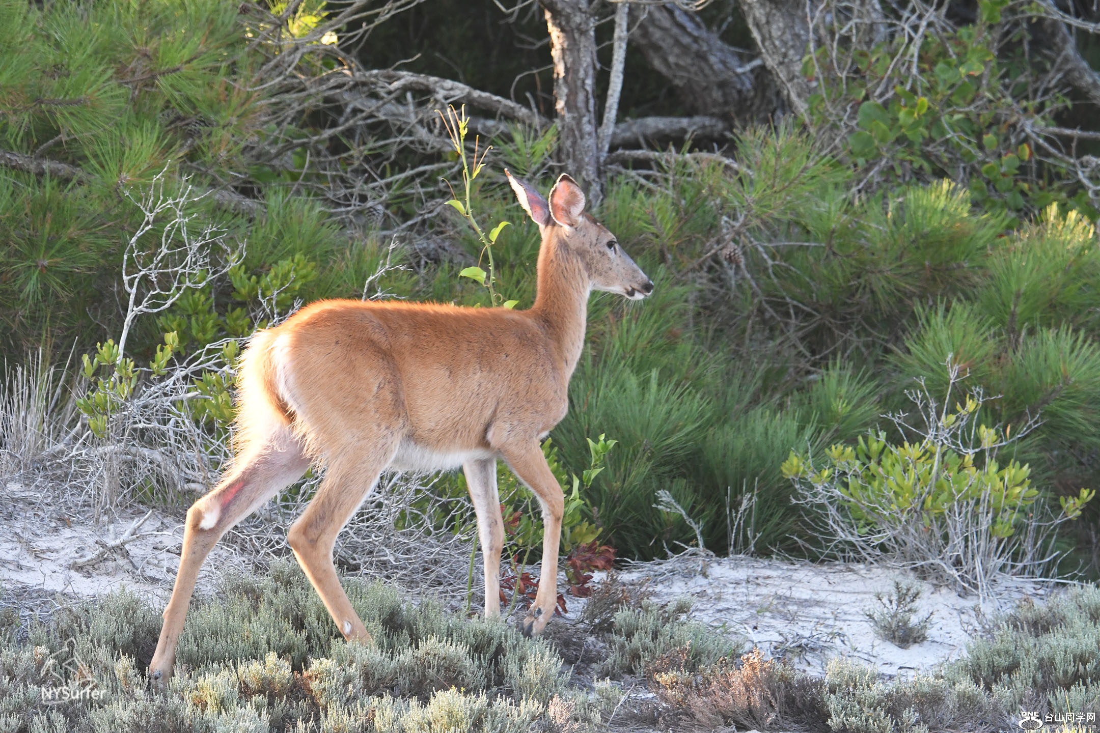 DSC_21604.jpg