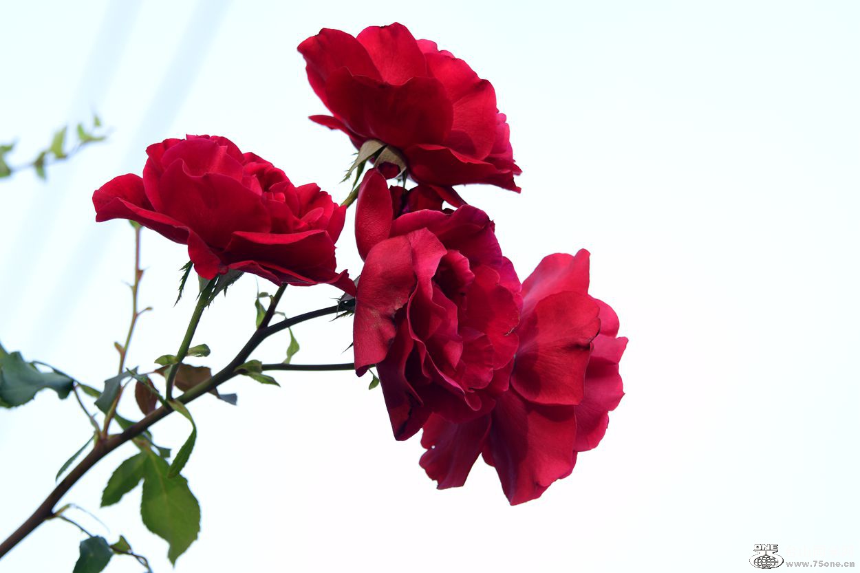 DSC_9806_.jpg