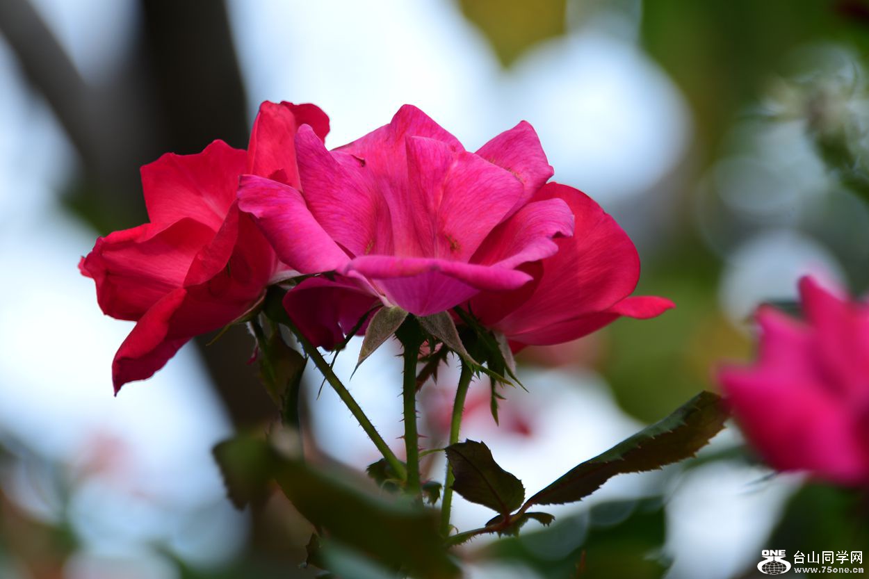 DSC_9804_.jpg