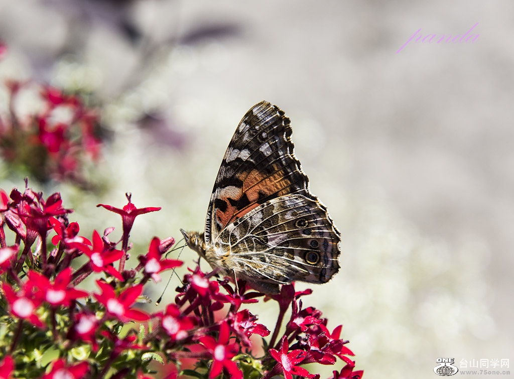 DSC_9257.jpg