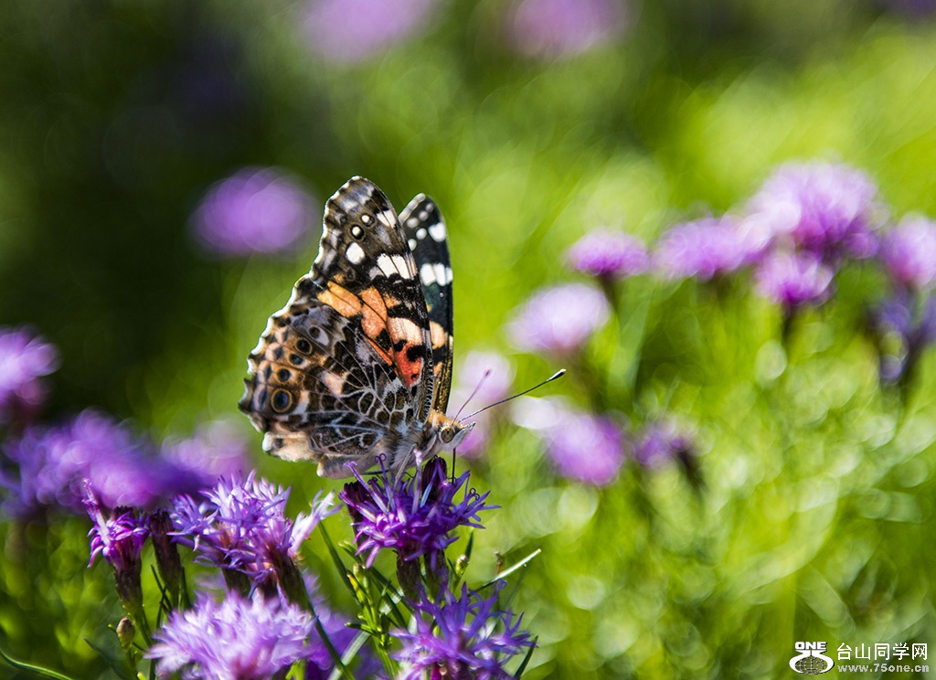 DSC_9331.jpg