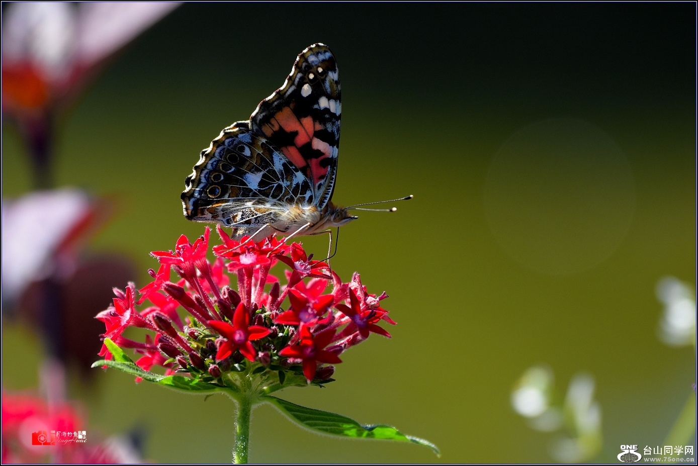 DSC_6037_.jpg