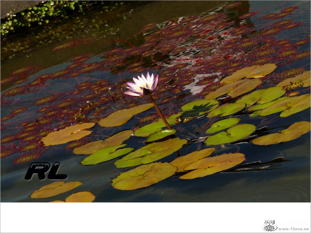 L3040147_conew1.jpg