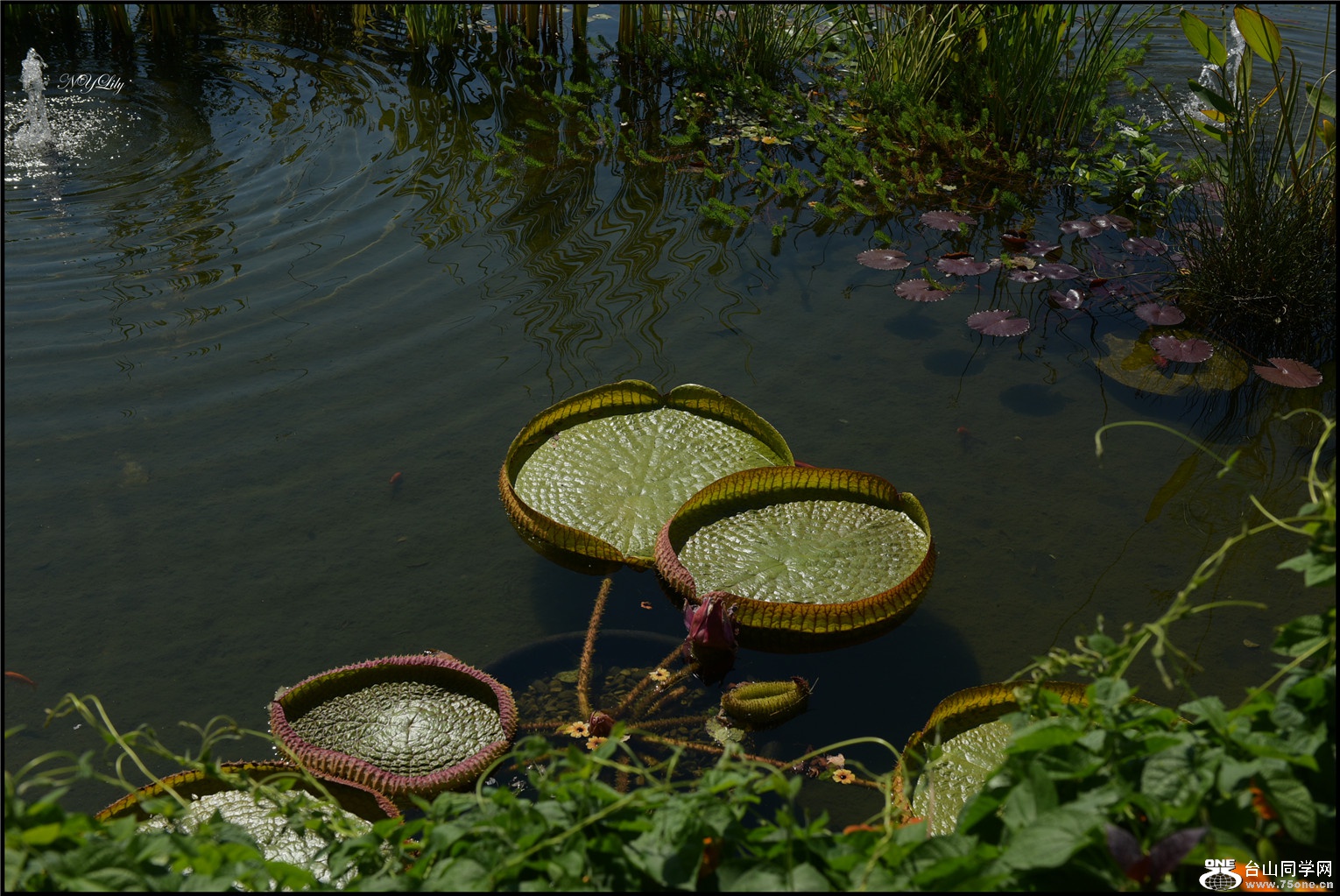 DSC_3375.jpg
