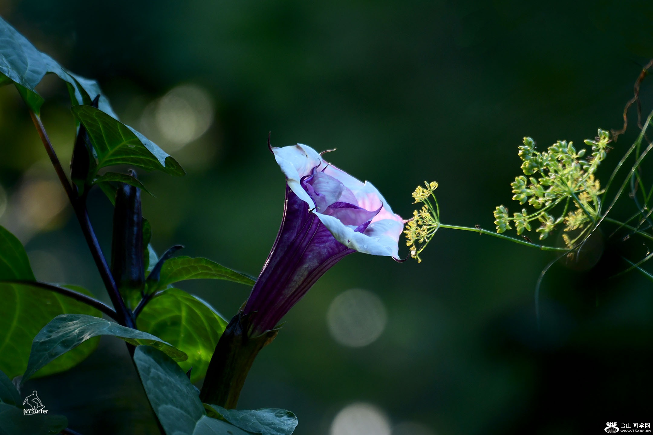 DSC_81419.jpg