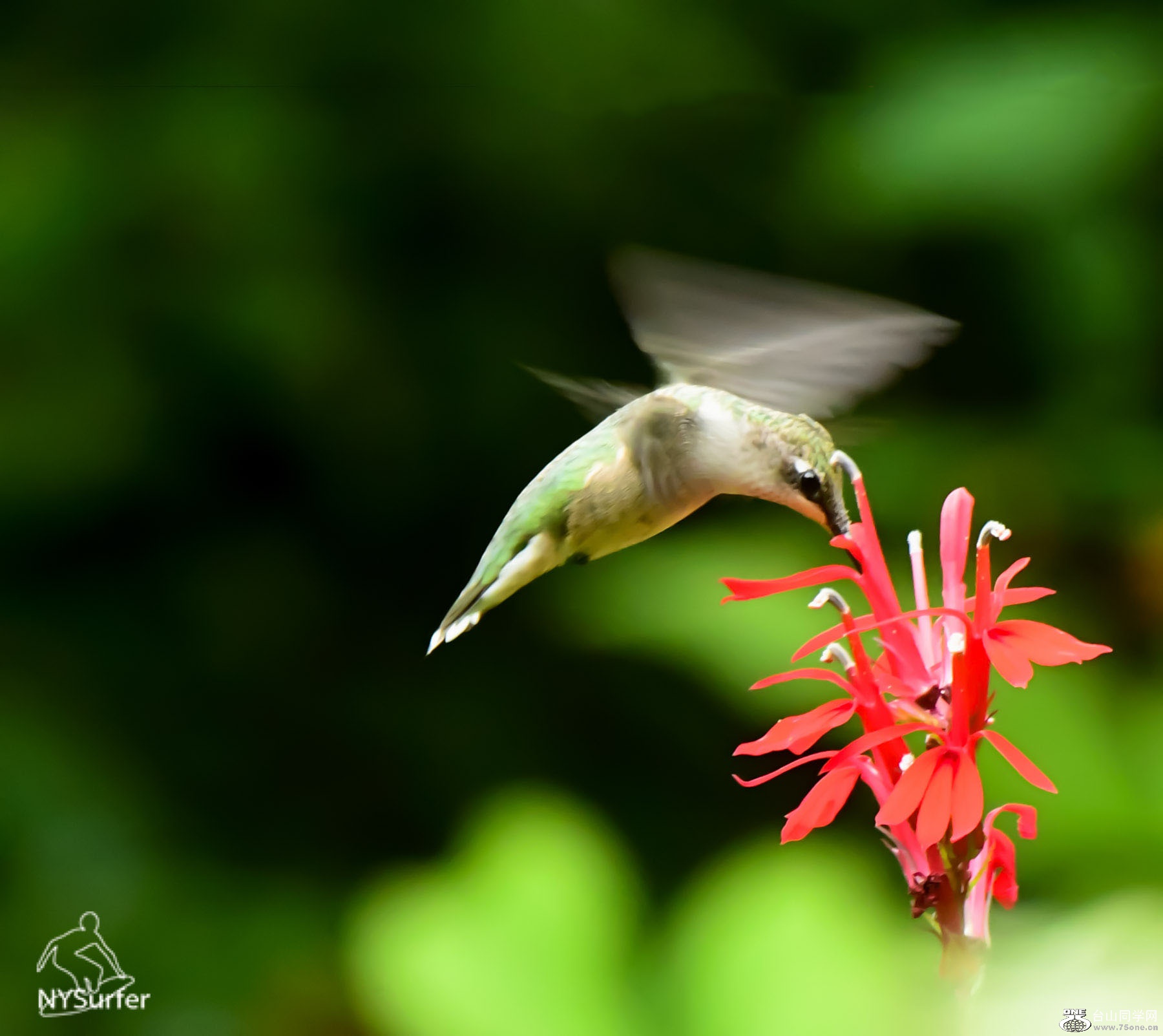DSC_8124.jpg