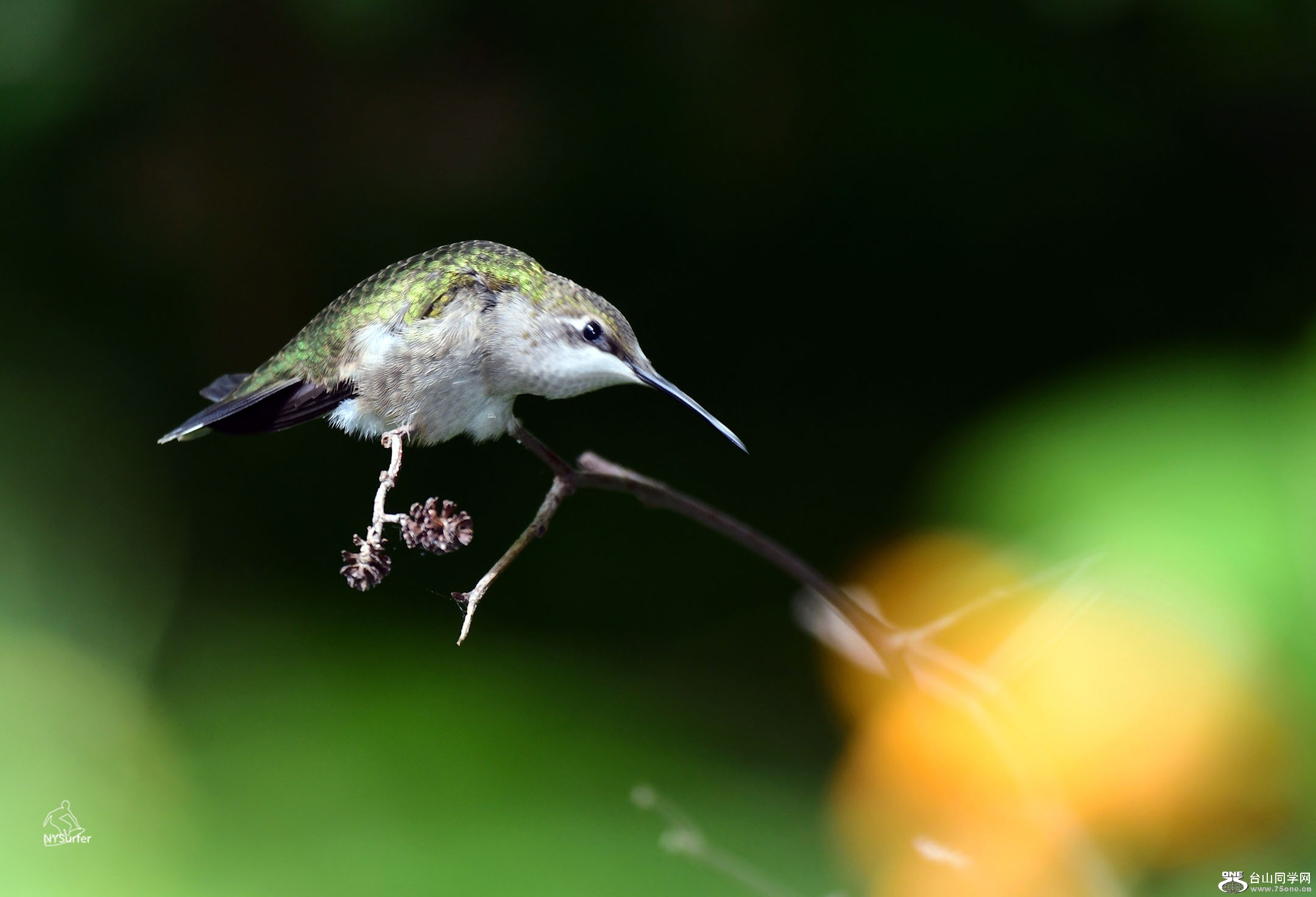 DSC_81551.jpg