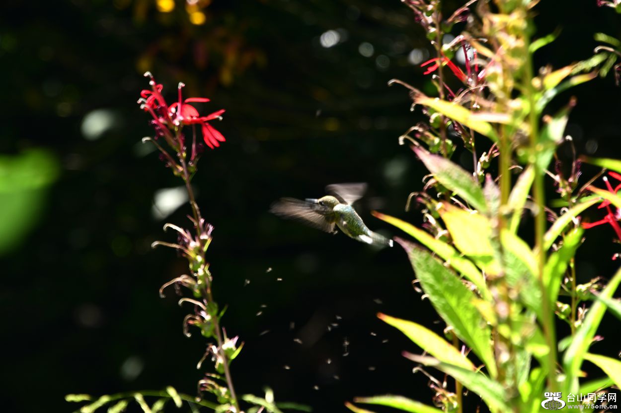DSC_1115_.jpg