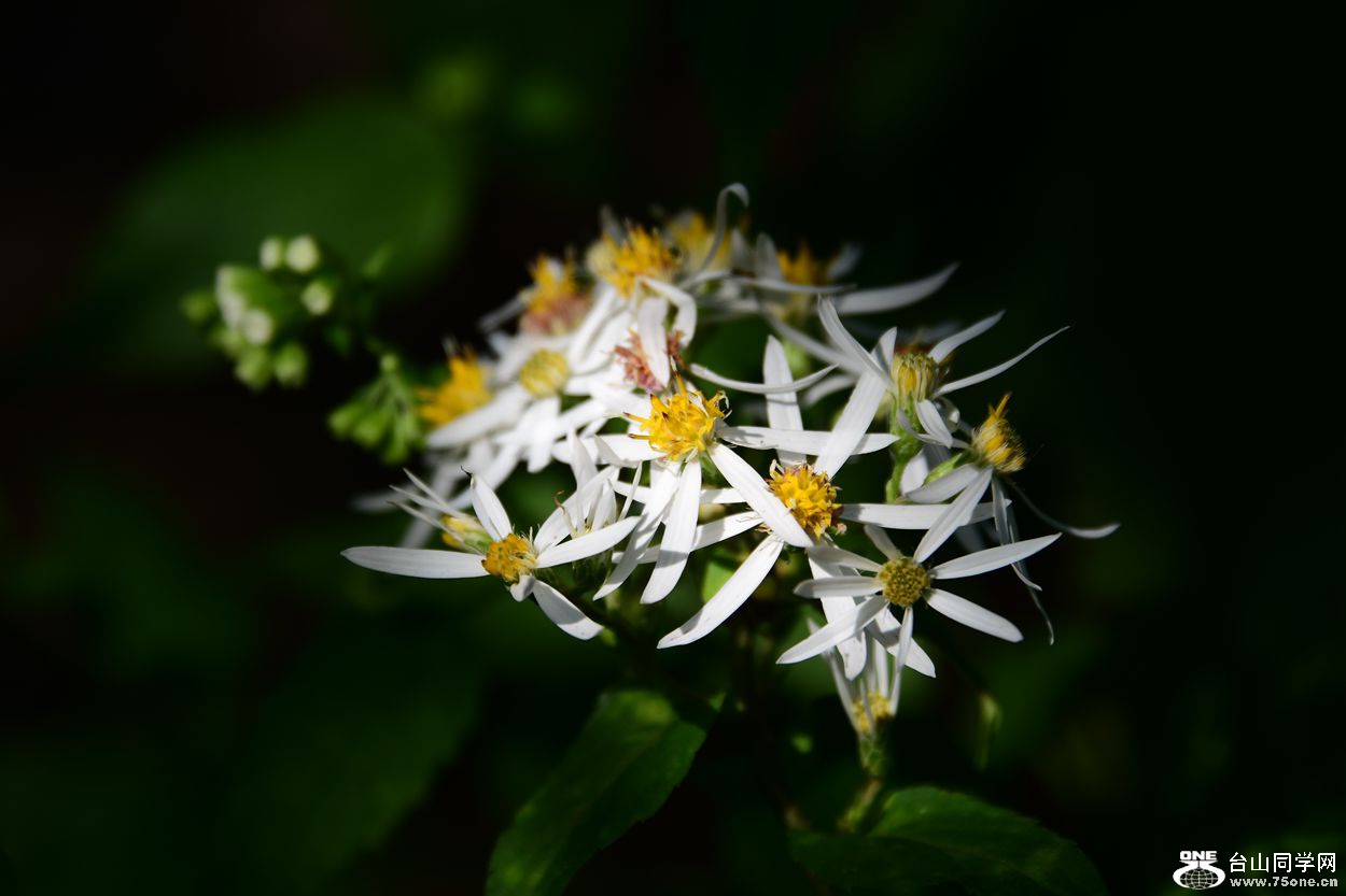 DSC_1081_.jpg