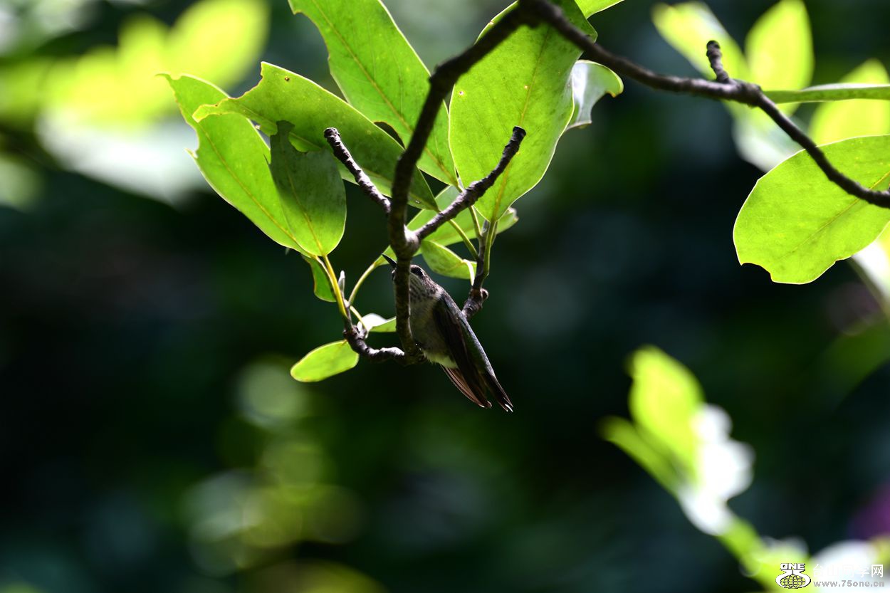 DSC_1242_.jpg