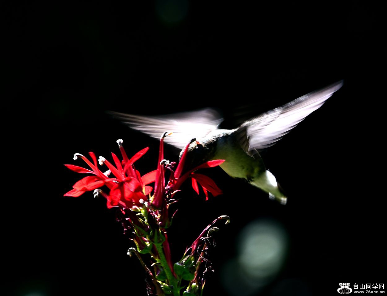 DSC_1090_.jpg
